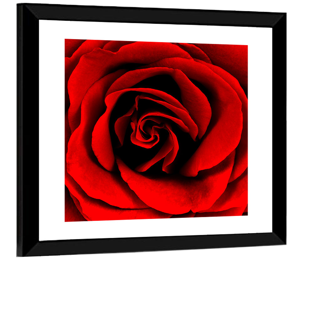 Velvety Red Rose Close-up Wall Art