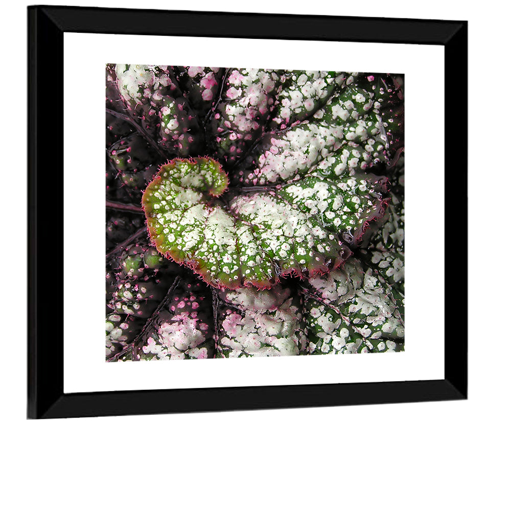 Begonia Leaf Spiral Geometry Wall Art
