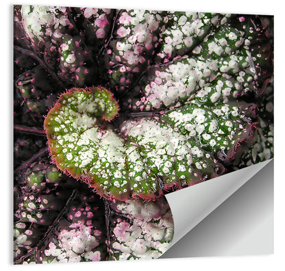 Begonia Leaf Spiral Geometry Wall Art