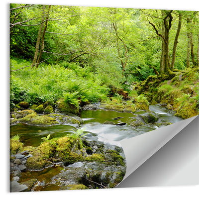 Mossy Stream Through Forest Wall Art