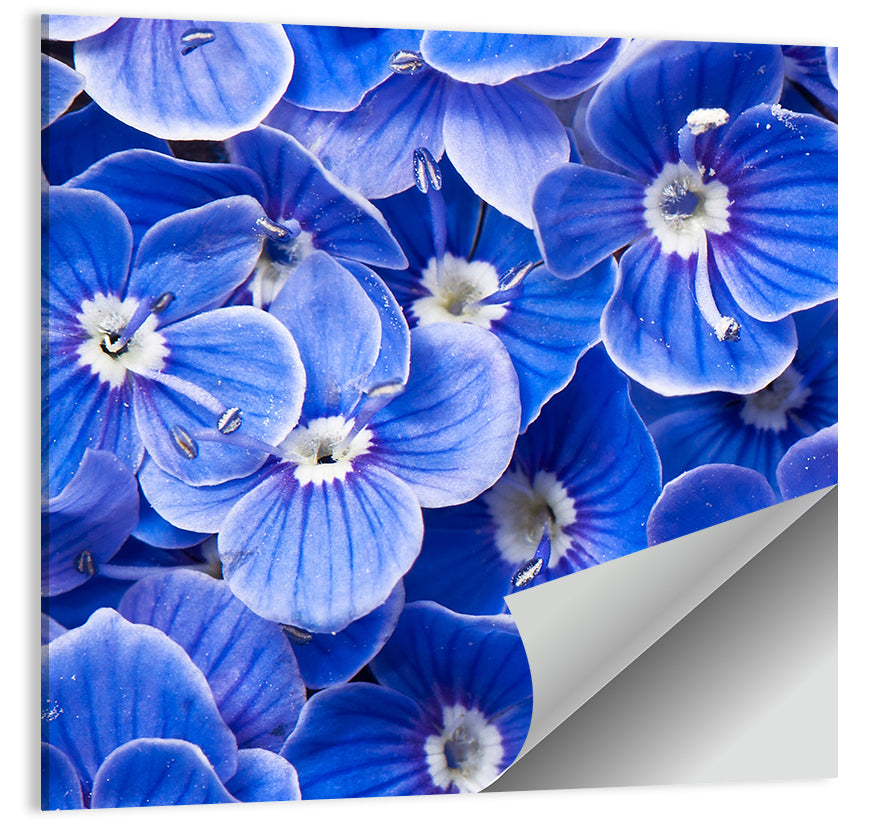Blue Wildflower Close-up Wall Art