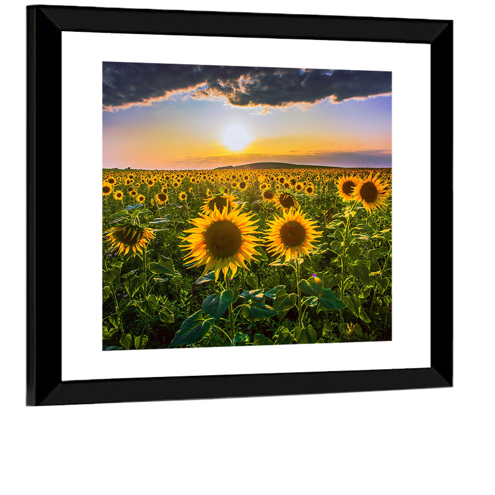 Sunflower Field at Golden Hour Wall Art