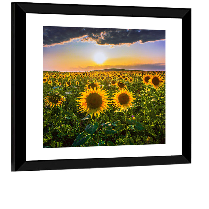 Sunflower Field at Golden Hour Wall Art as a framed print