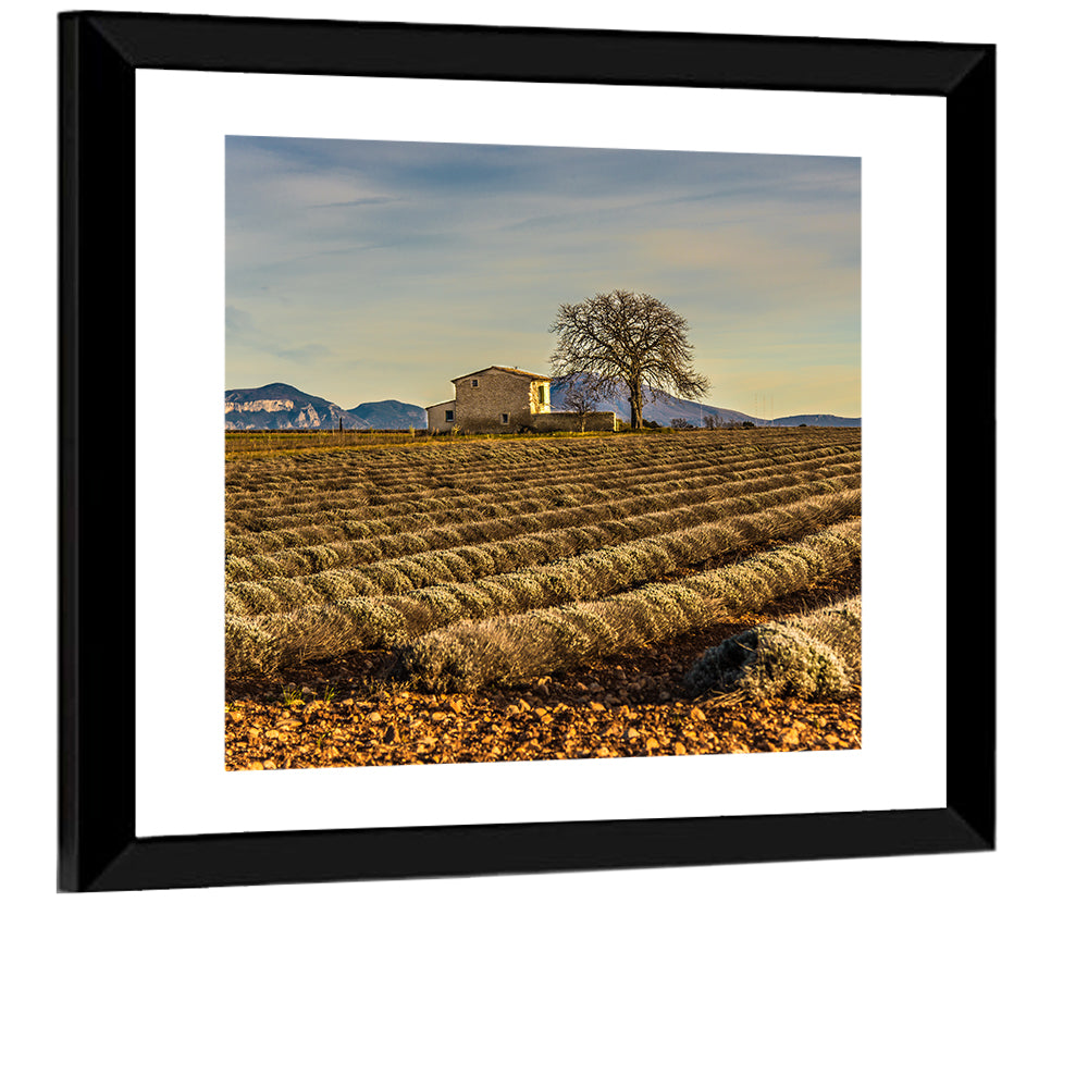 Rustic Provence Lavender Rows at Golden Hour Wall Art