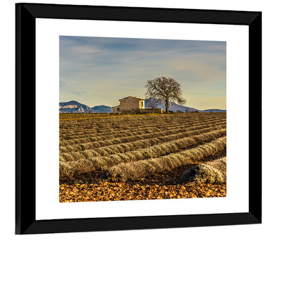 Rustic Provence Lavender Rows at Golden Hour Wall Art