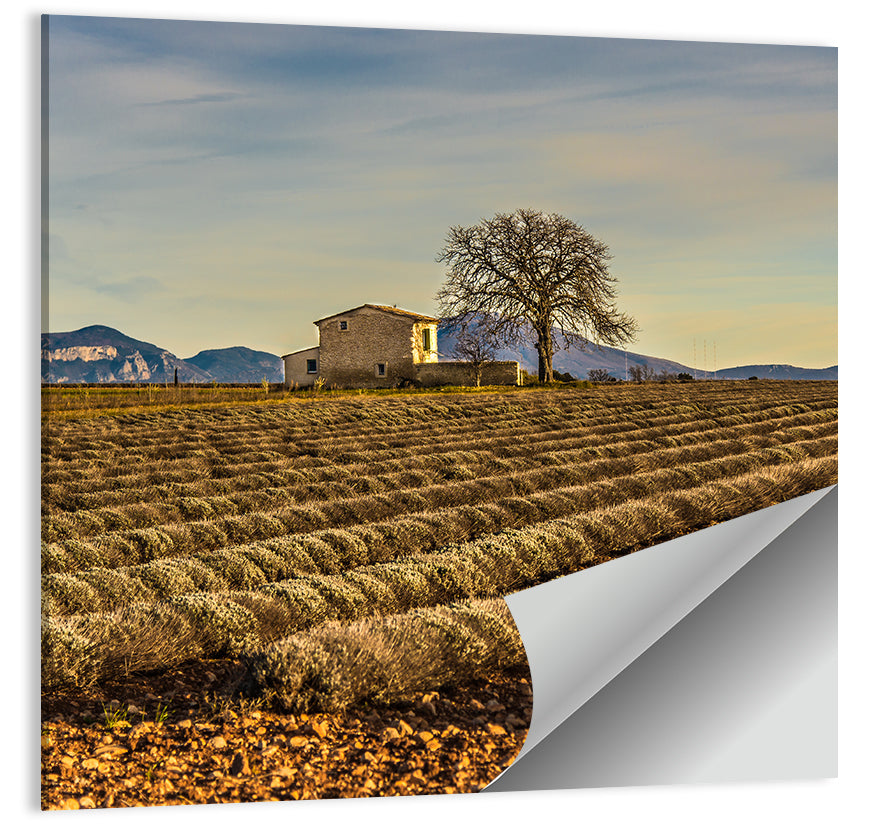 Rustic Provence Lavender Rows at Golden Hour Wall Art