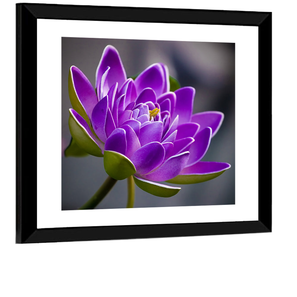 Purple Water Lily Close-up Wall Art