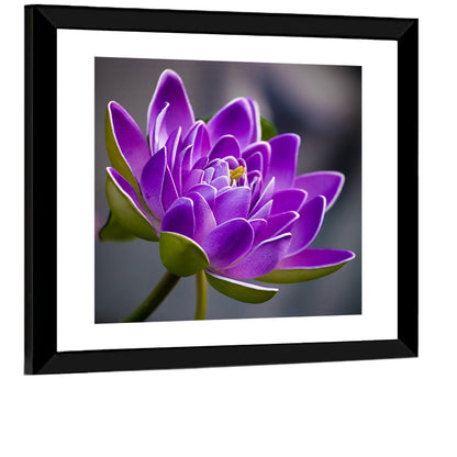 Purple Water Lily Close-up Wall Art