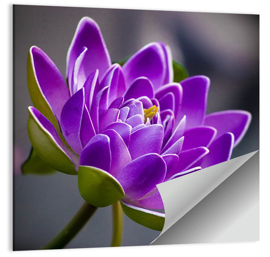 Purple Water Lily Close-up Wall Art