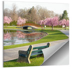 Harrisburg Park Cherry Blossoms Wall Art