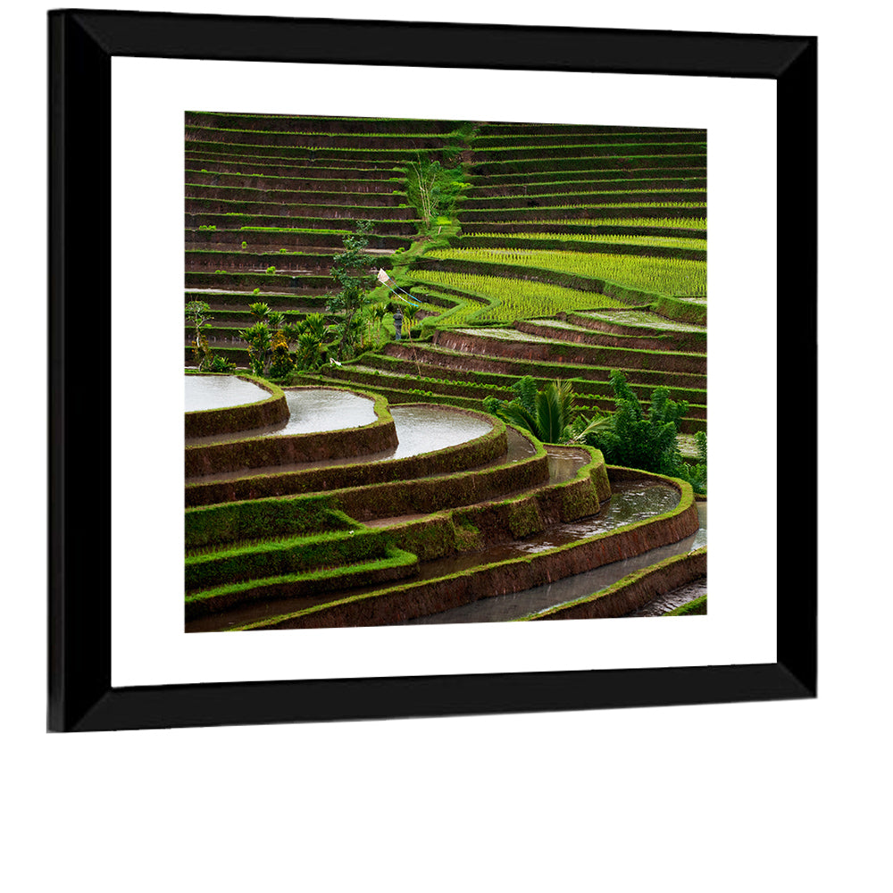 Lush Rice Terraces Wall Art