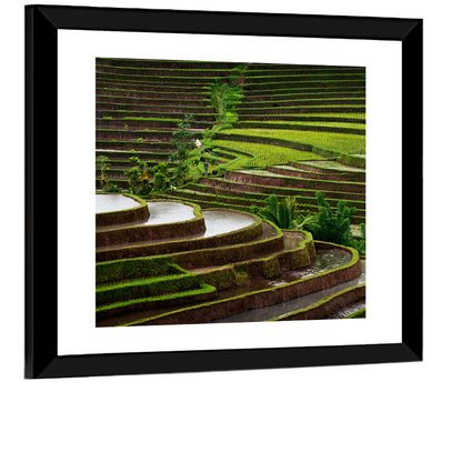 Lush Rice Terraces Wall Art