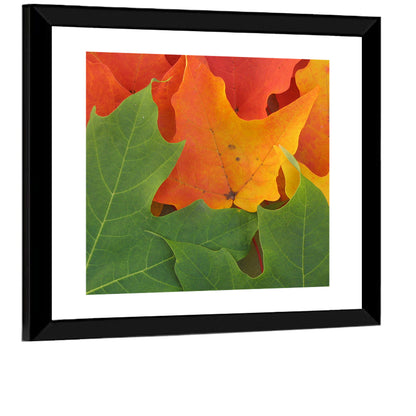 Autumn Maple Leaves Wall Art