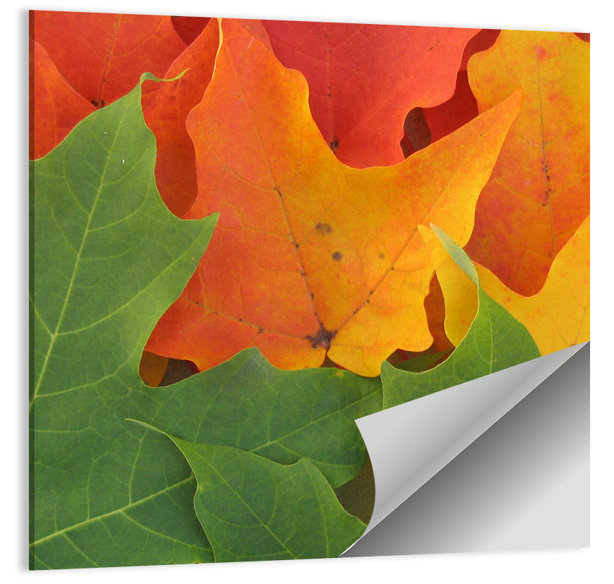 Autumn Maple Leaves Wall Art