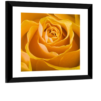 Yellow Rose Close-up Wall Art