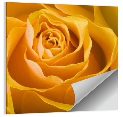 Yellow Rose Close-up Wall Art