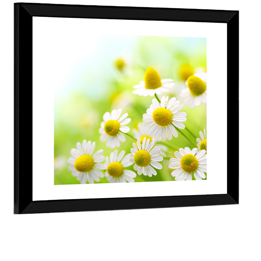 Chamomile Close-up Wall Art