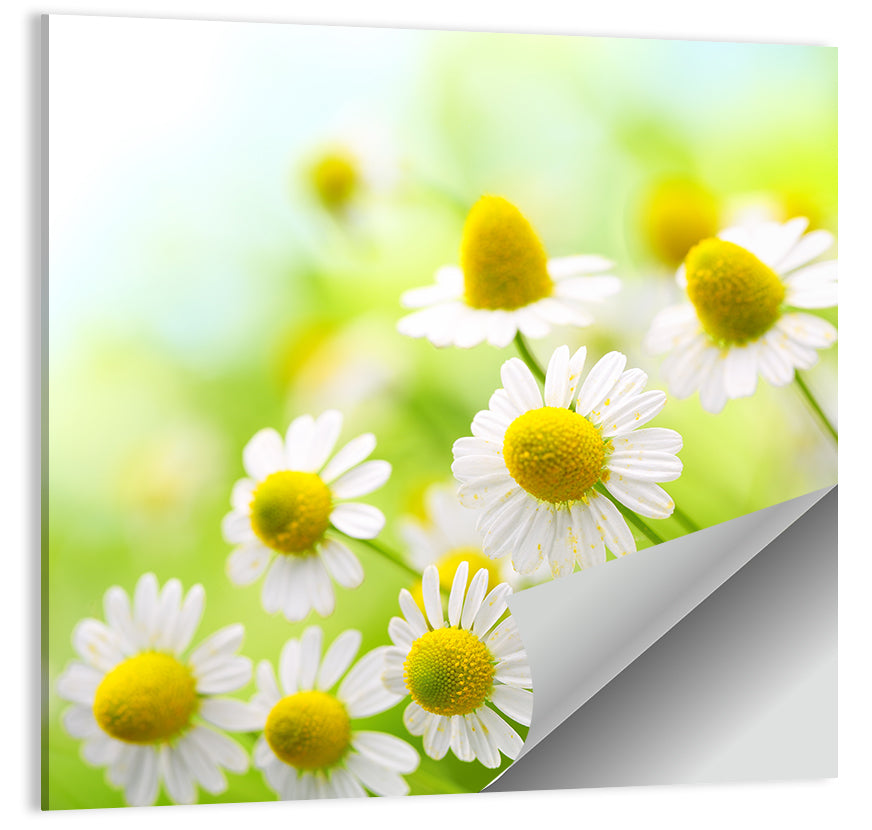 Chamomile Close-up Wall Art