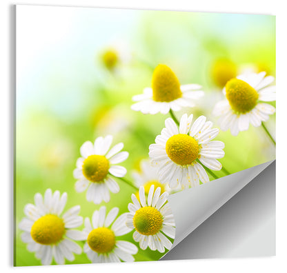 Chamomile Close-up Wall Art