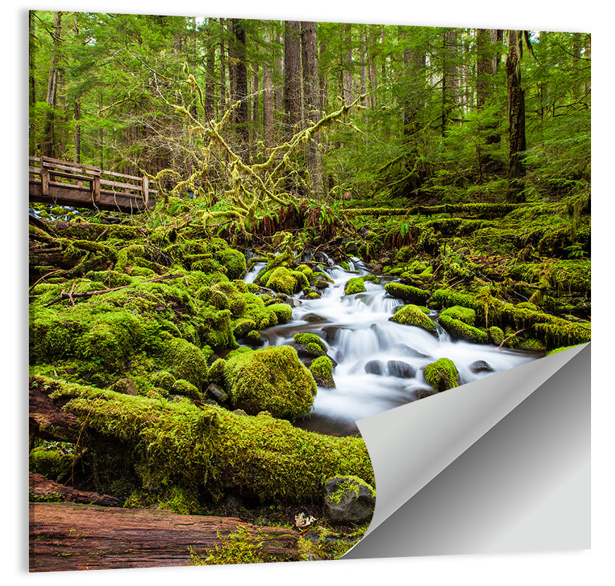 Mossy Cascade Forest Stream Wall Art