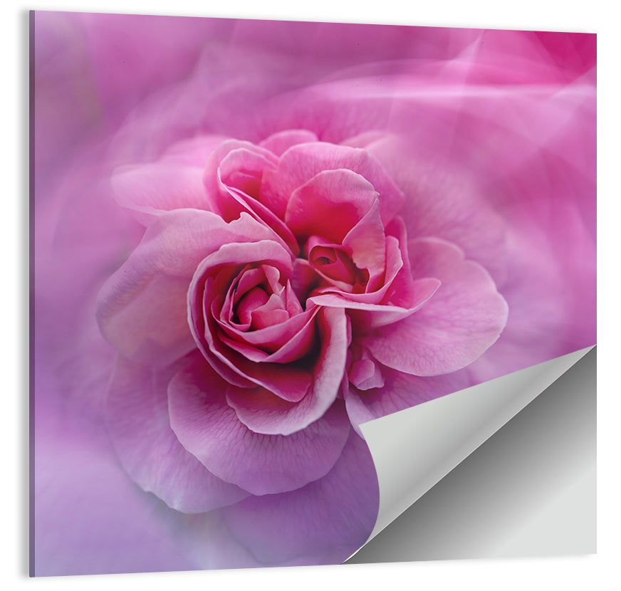 Ethereal Pink Rose Bloom Wall Art