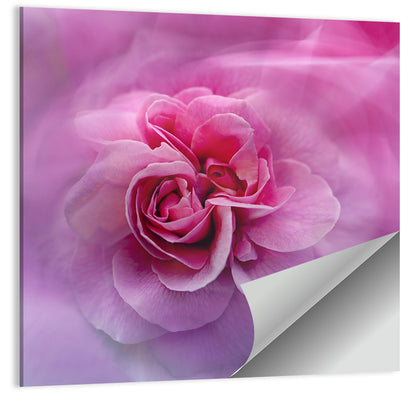 Ethereal Pink Rose Bloom Wall Art