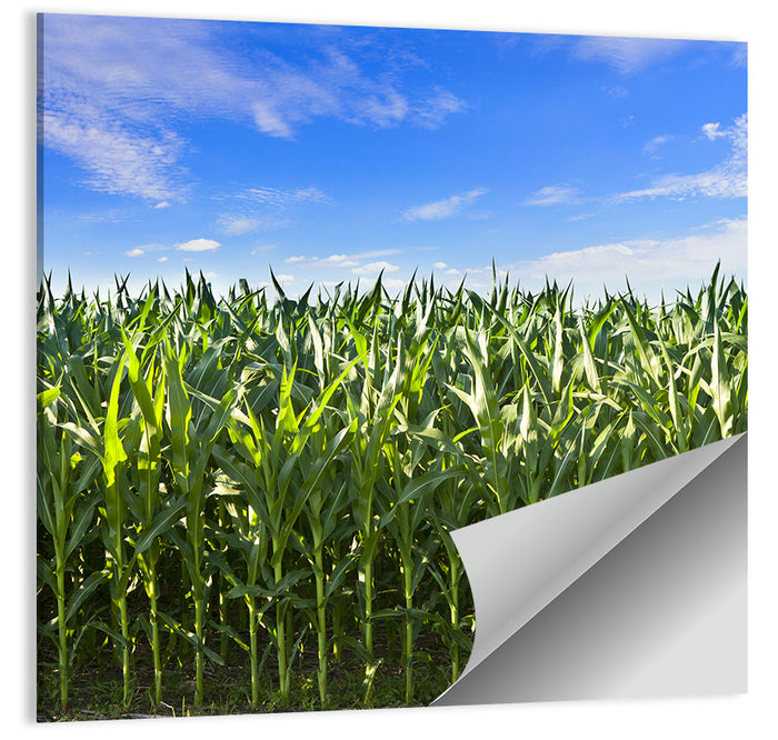 Green Corn Field Wall Art as a poster print