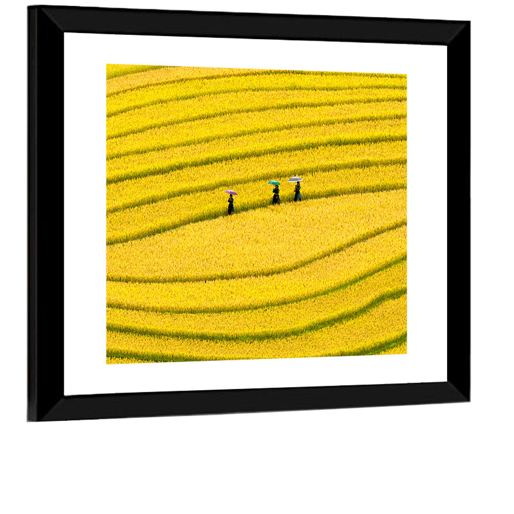 Golden Rice Terraces with Umbrellas Wall Art