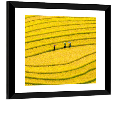 Golden Rice Terraces with Umbrellas Wall Art