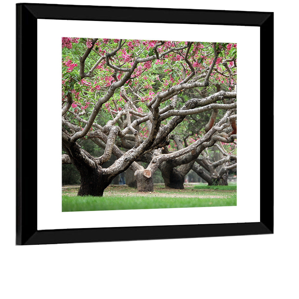 Peach Orchard in Bloom Wall Art