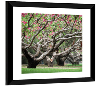 Peach Orchard in Bloom Wall Art