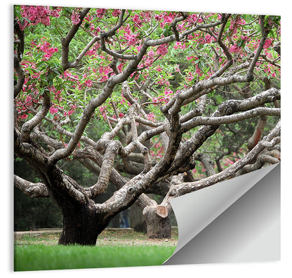 Peach Orchard in Bloom Wall Art