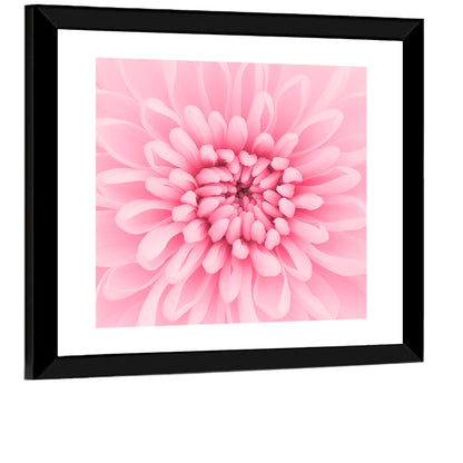 Pink Chrysanthemum Close-up Wall Art
