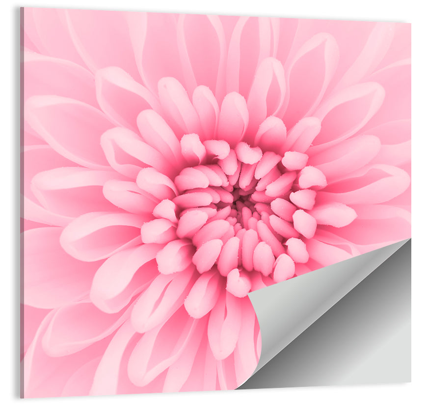 Pink Chrysanthemum Close-up Wall Art