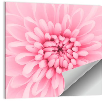 Pink Chrysanthemum Close-up Wall Art