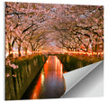Meguro River Cherry Blossoms Wall Art