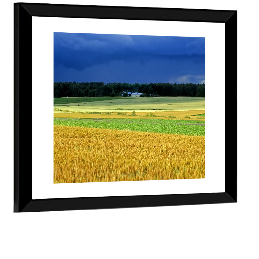 Cornfields Under Stormy Sky Wall Art