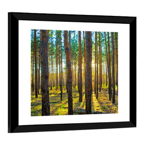 Scots Pine Forest Wall Art