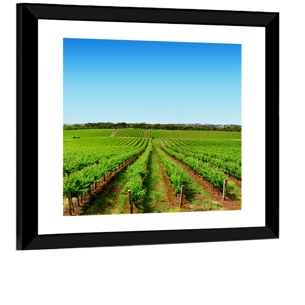 Sunlit Vineyard Rows Wall Art