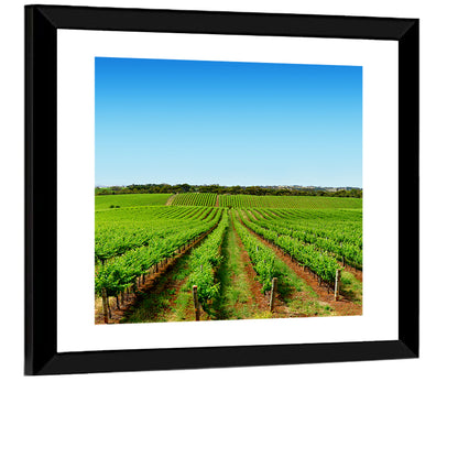 Sunlit Vineyard Rows Wall Art