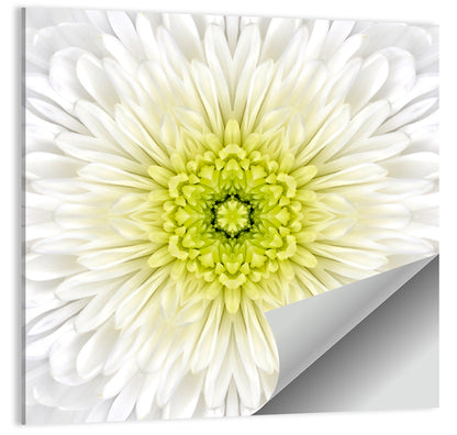 White Chrysanthemum Mandala Close Up Wall Art
