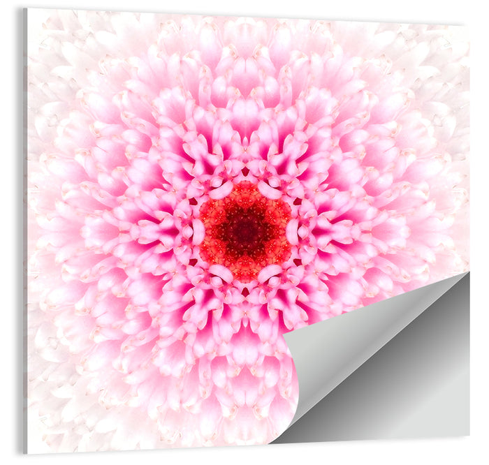 Pink Chrysanthemum Mandala with Deep Red Center Wall Art as a poster print