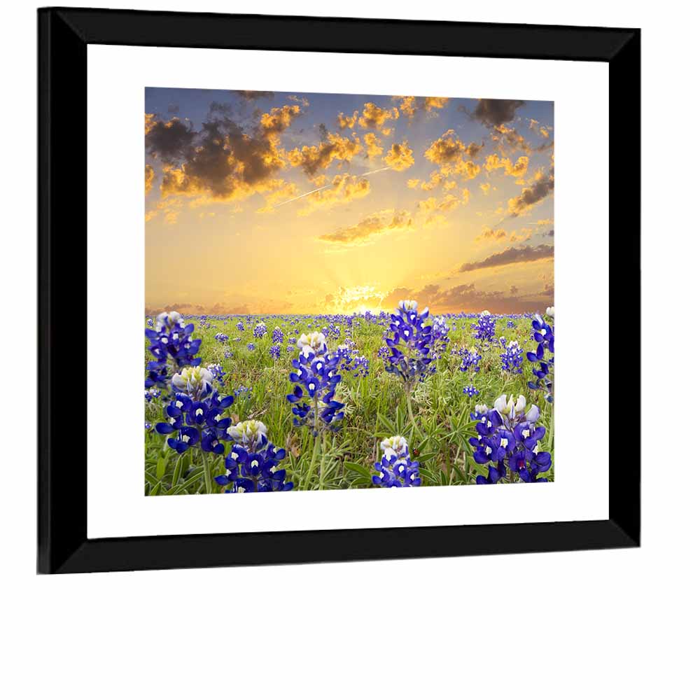 Bluebonnet Field at Sunset Wall Art