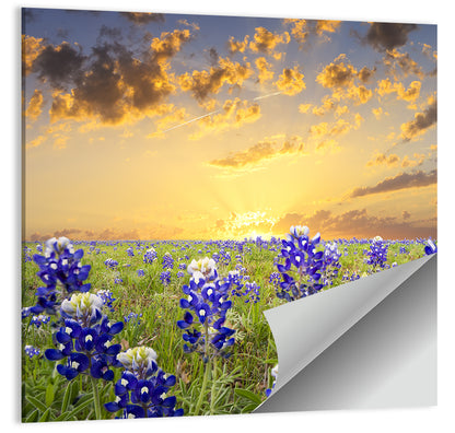 Bluebonnet Field at Sunset Wall Art