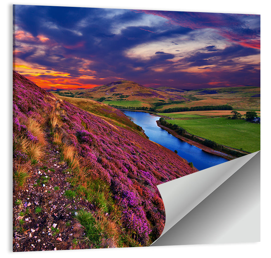 Pentland Hills Heather, Edinburgh Wall Art