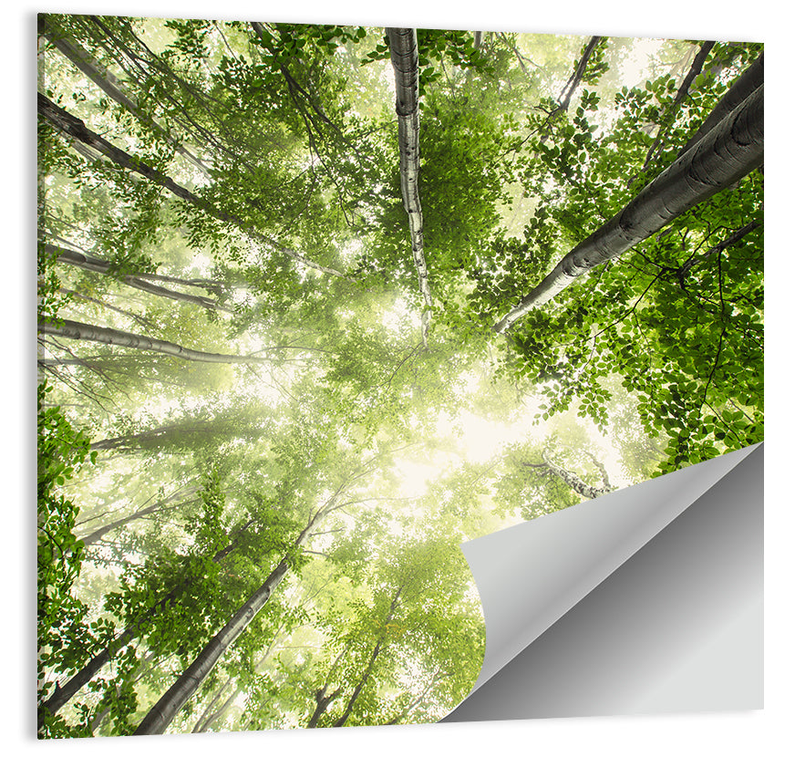 Spring Canopy in Morning Mist Wall Art