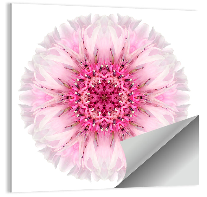 Pink Cornflower Kaleidoscope Mandala Wall Art as a poster print