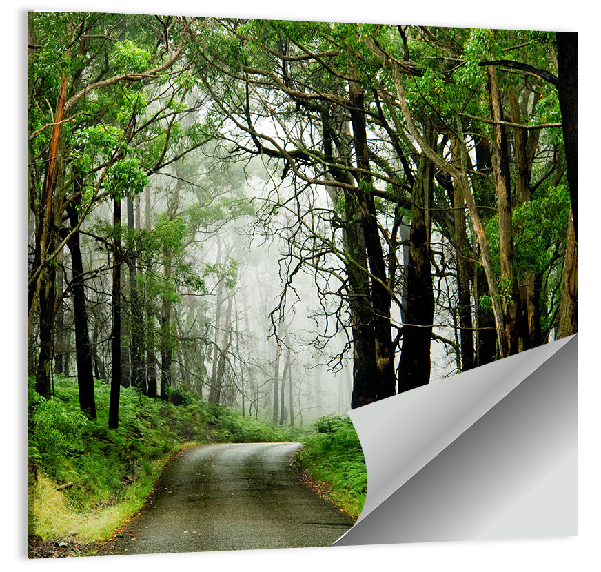 Misty Eucalyptus Road Wall Art