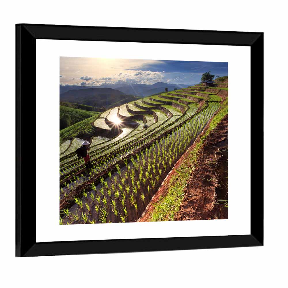 Chiang Mai Rice Terraces at Sunset Wall Art