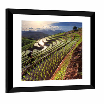 Chiang Mai Rice Terraces at Sunset Wall Art